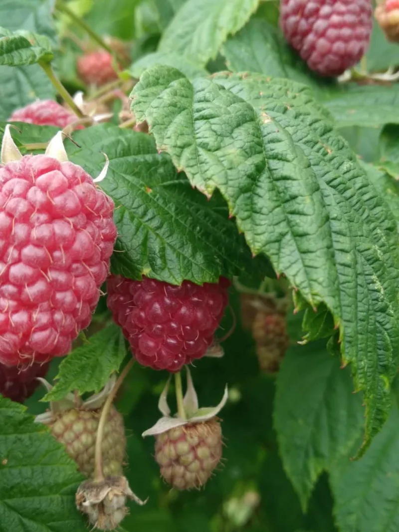 maline