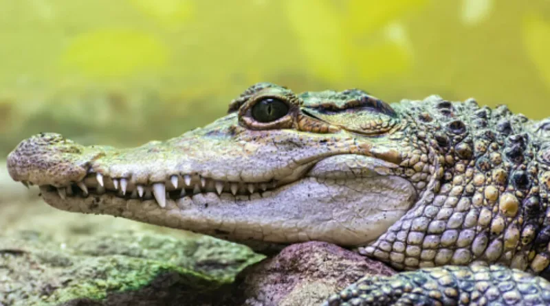 krokodil