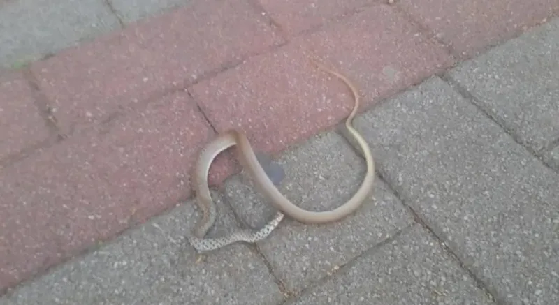 zmija u mostaru