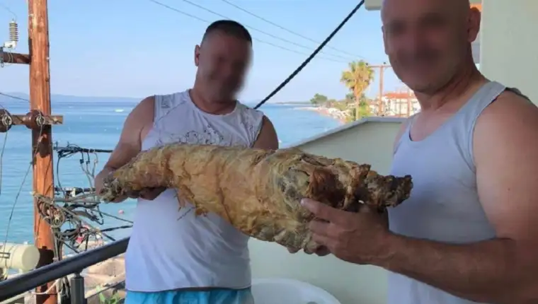 Janje na plaži