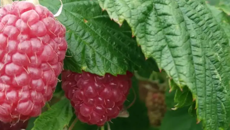 maline