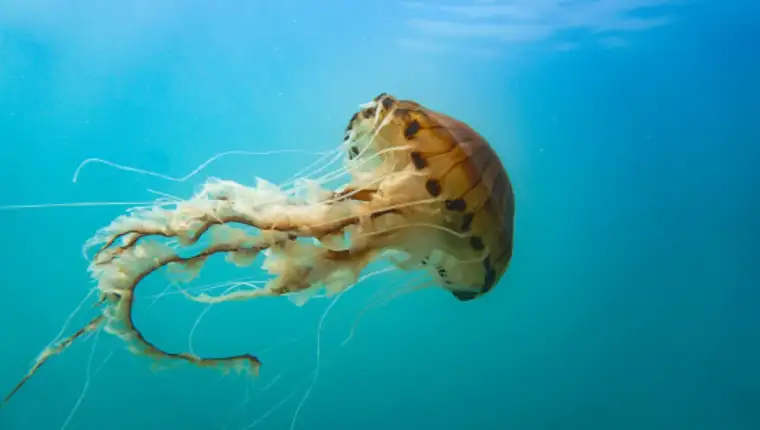 meduza
