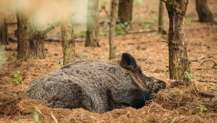 africka svinjska kuga2
