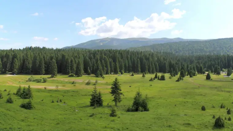 veliko polje