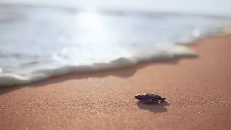 AA-SVJEDOCITE_FANTASTICNOM_PUTOVANJU_CARETTA_CARETTA_KORNJACA (3)