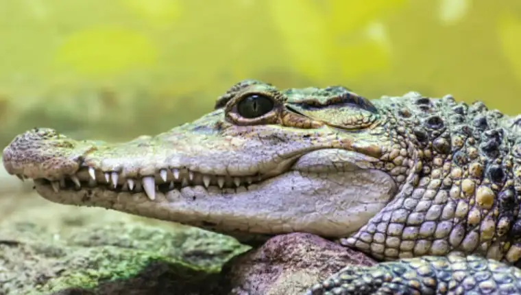 krokodil