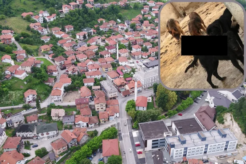 Tešanj, azil, psi