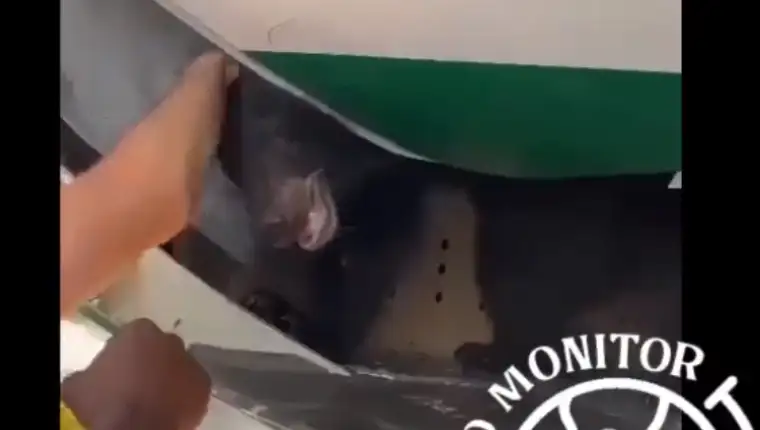 medvjed avion
