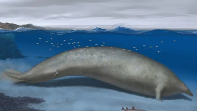 Perucetus colossus