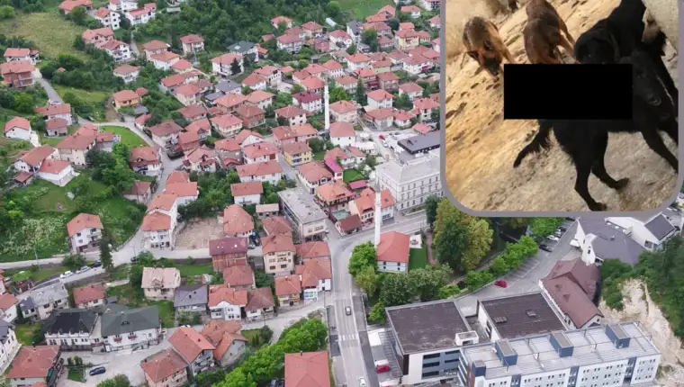 Tešanj, azil, psi