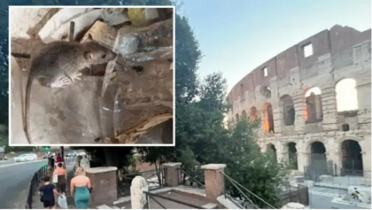 rimski koloseum pacovi