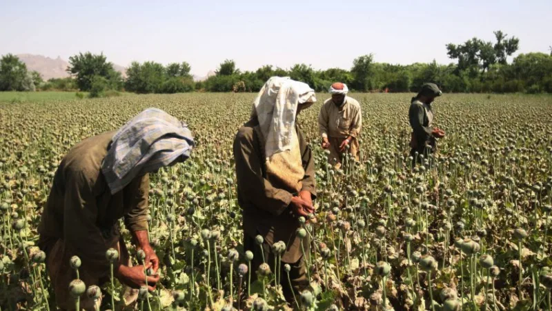 afganistan droga