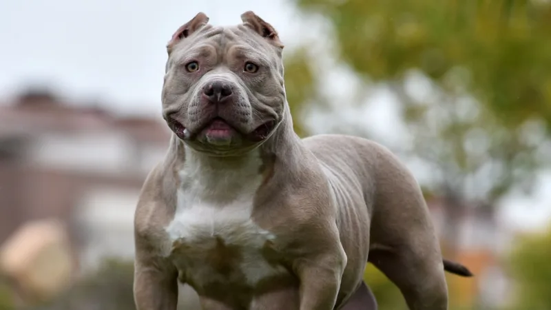 bully XL
