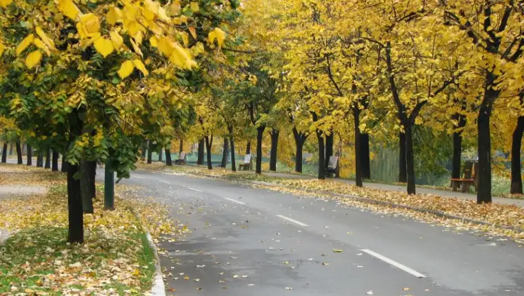 vilsonovo šetalište