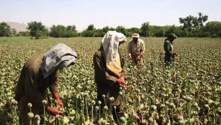afganistan droga