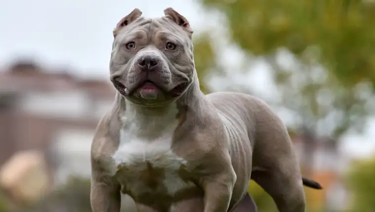 bully XL