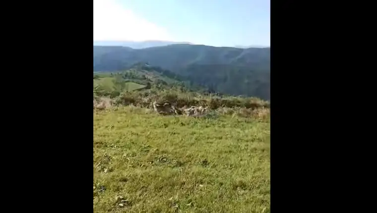 psi vuk