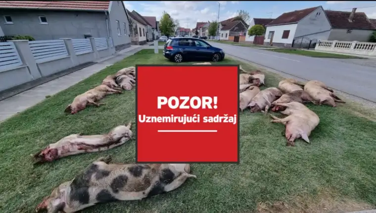 svinje ss