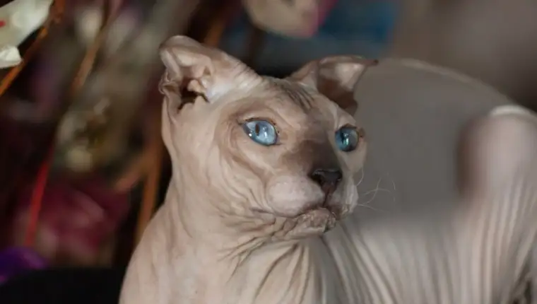 sfinga macka 4