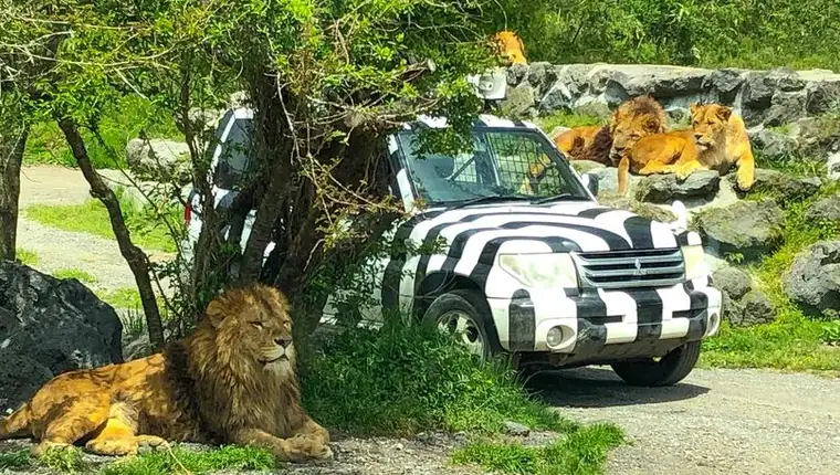 lav, safari park