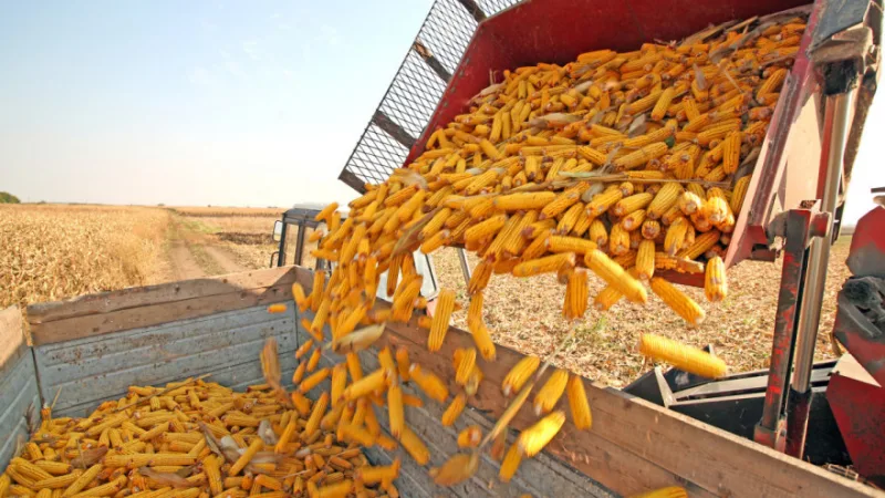 Corn harvesting
