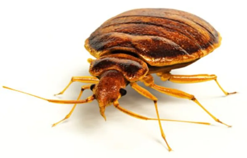naslovna
