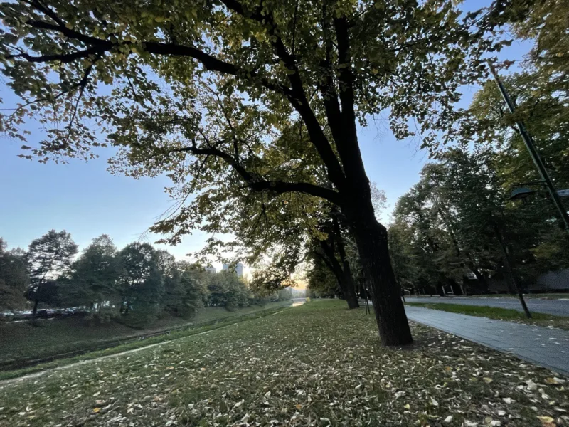 vils, sunčano