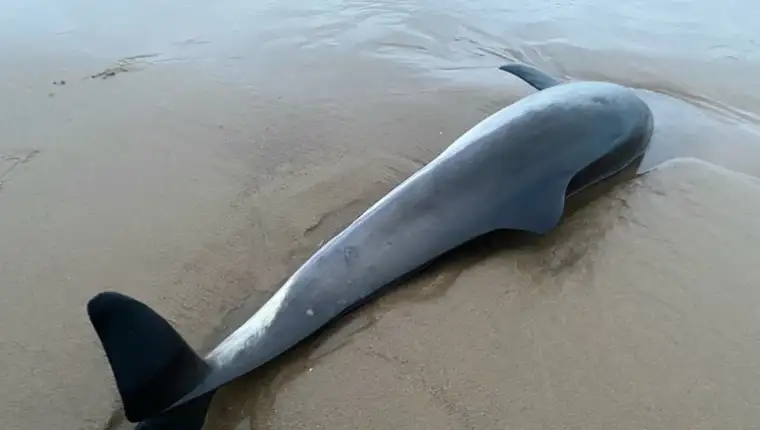 delfin nasukan