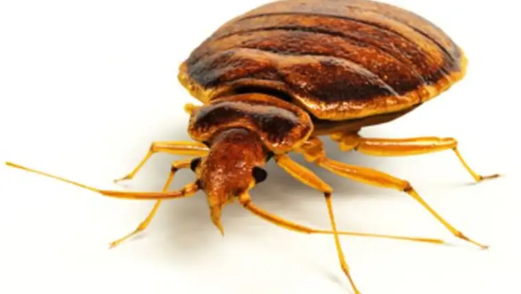 naslovna