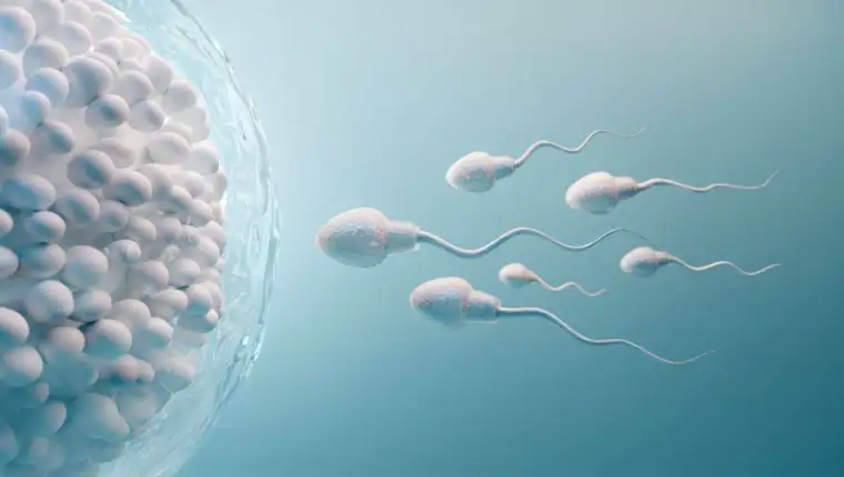 spermatozoidi