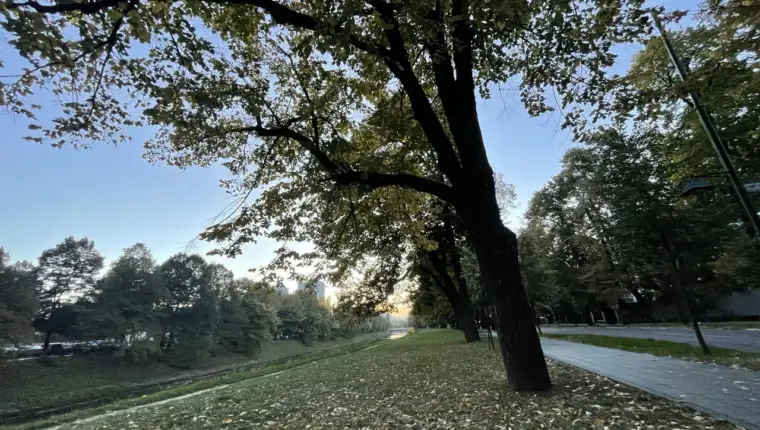 vils, sunčano