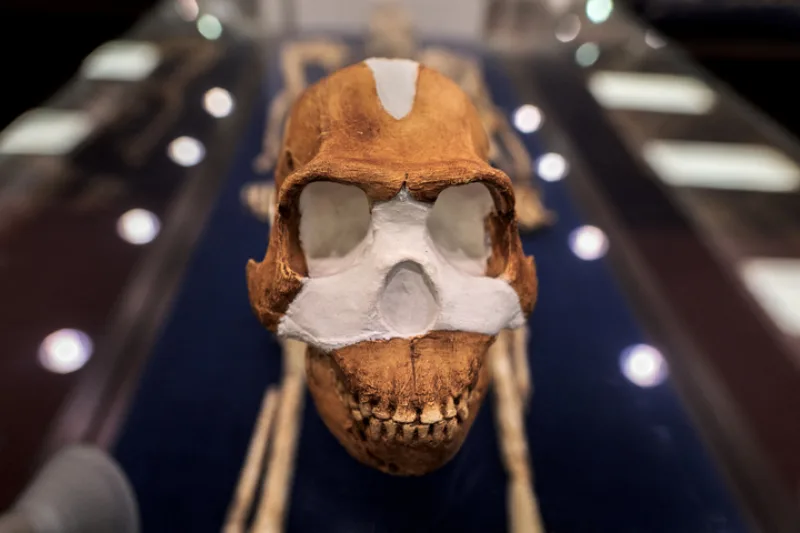 homo neledi