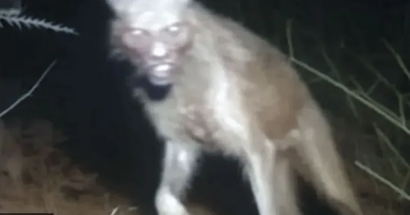 aaa