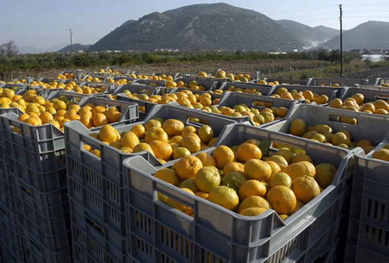 mandarine-gajbebrdo