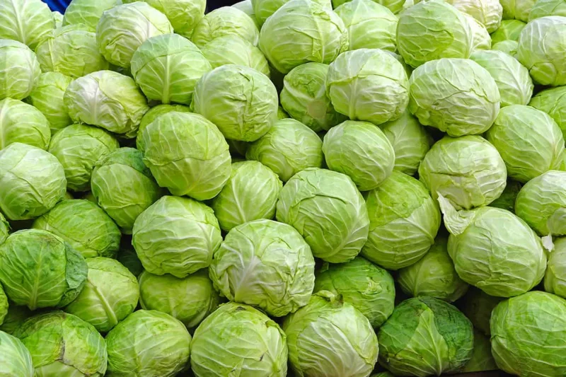kupus