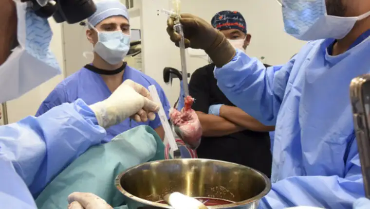 CORRECTION Pig Heart Transplant