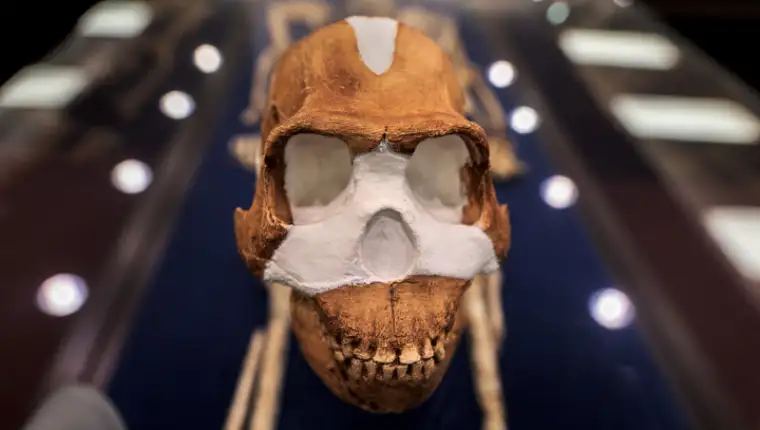 homo neledi