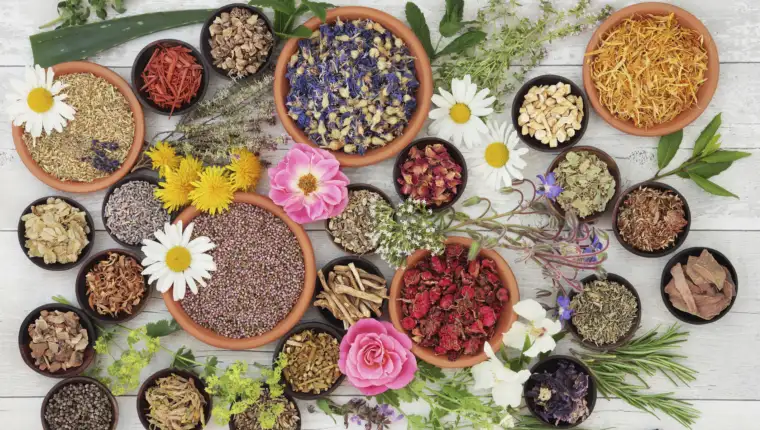 Medicinal Herbs and Flowers