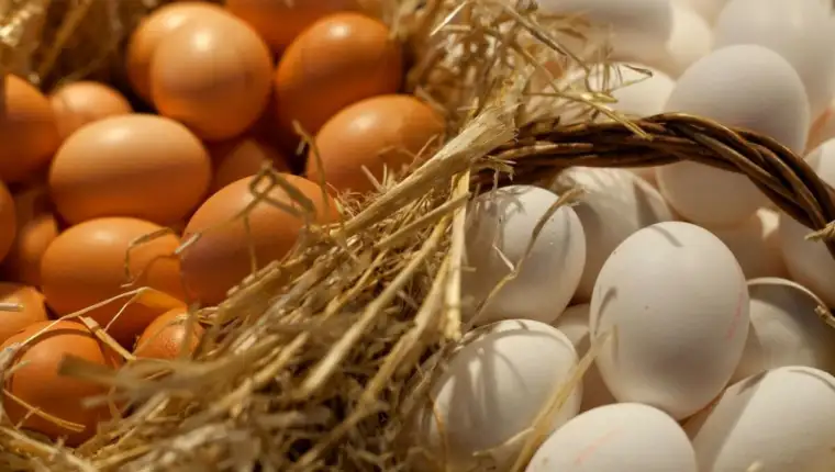 Brown and white eggs on a straw background.