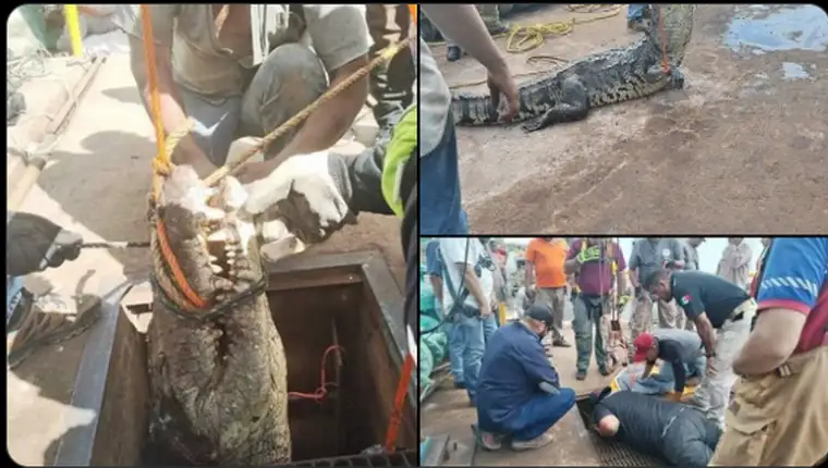 krokodil