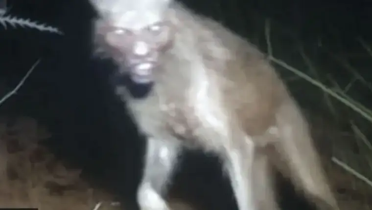 aaa