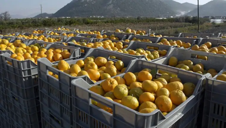 mandarine-gajbebrdo