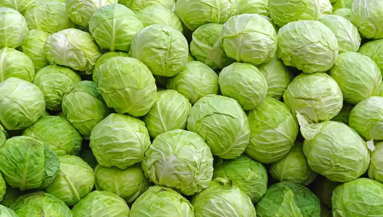 kupus