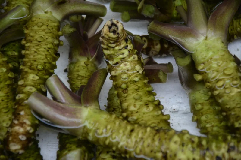 wasabi