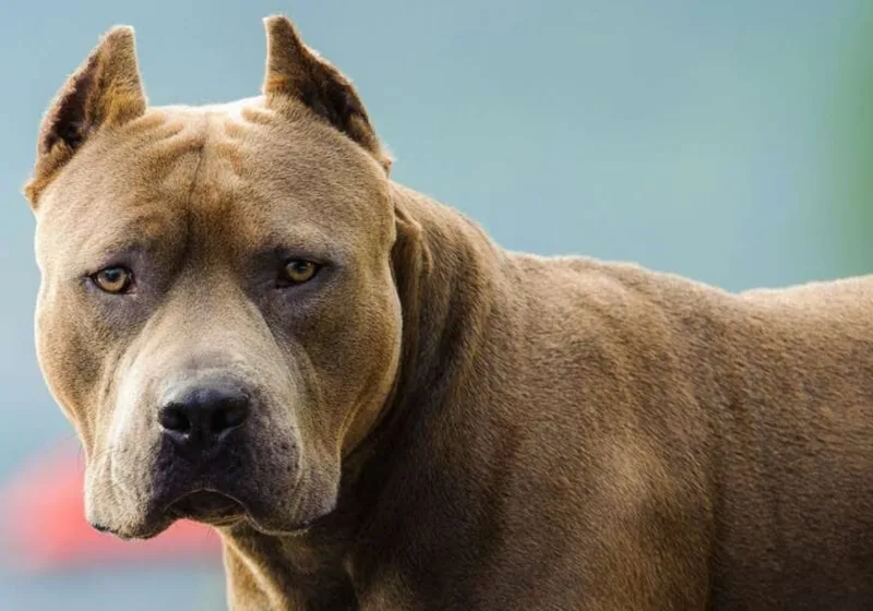 pitbul-pas-872x610