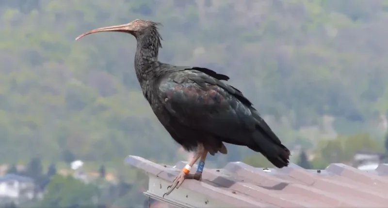 ibis