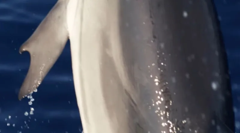 prugasti delfin