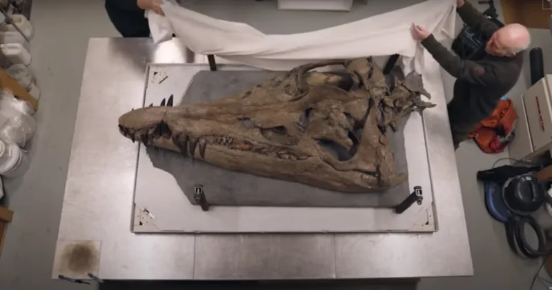 fosil dinosaurusa