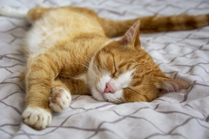 macka spavanje