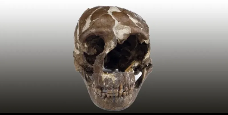skeleton